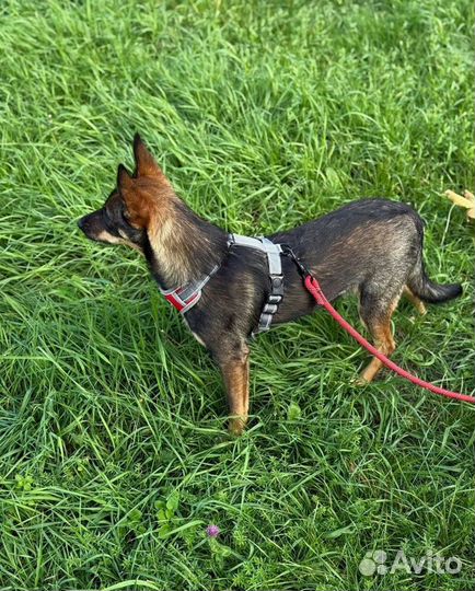 Девочка, среднего размера, ищет дом и семью