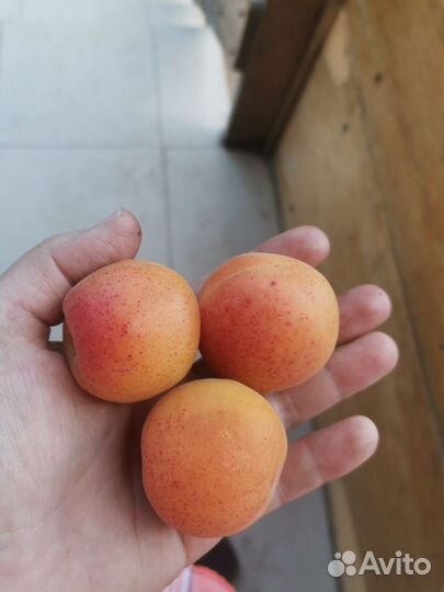 Саженцы абрикоса