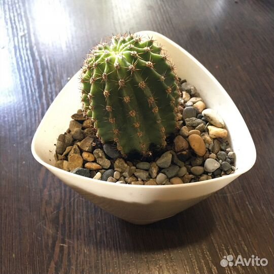 Кактус
