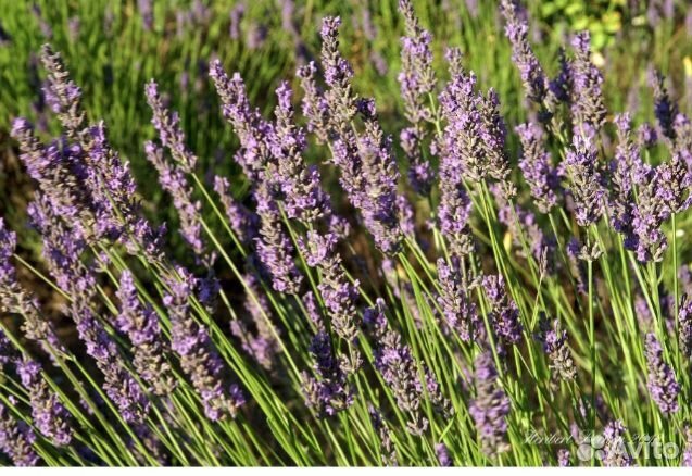 Лавандин саженцы