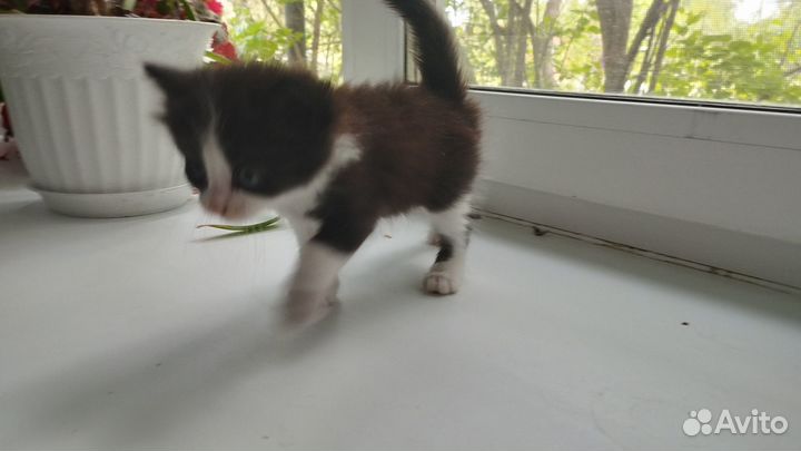 Котята(три мальчика) в добрые руки бесплатно