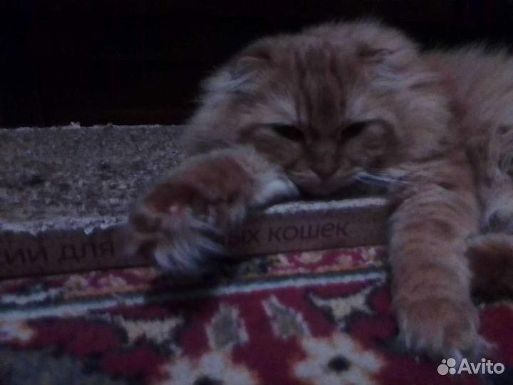 Кот в дар