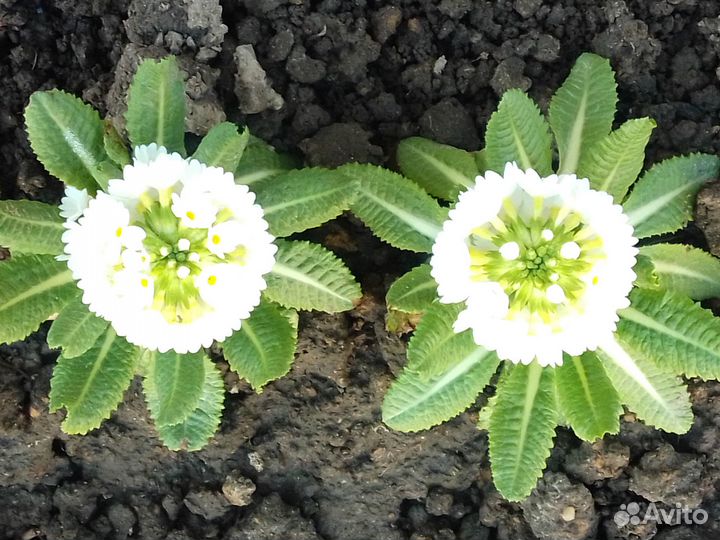 Примула мелкозубчатая