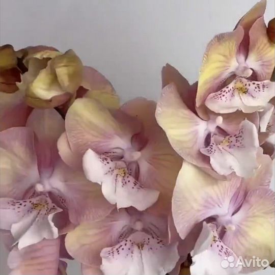 Орхидея фаленопсис биг лип Единорог