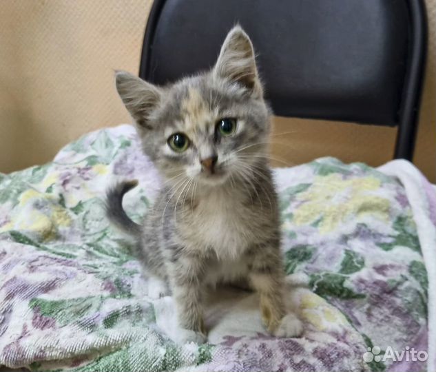 Анфиса - котенок-девочка в хорошие руки