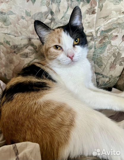 Кошечка из приюта