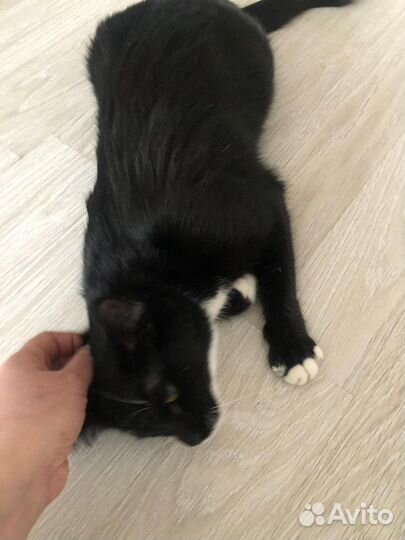 Тома,молодая киса в поисках семьи