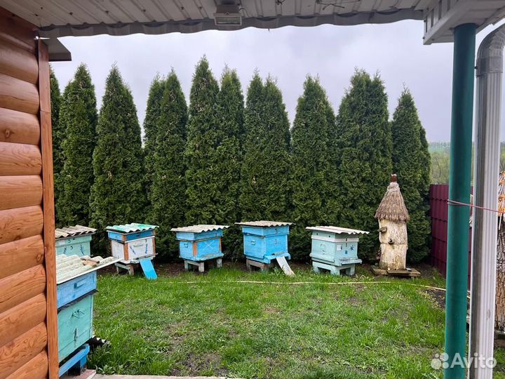 Продам ульи для пчел