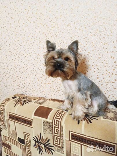 Два мальчика вязка