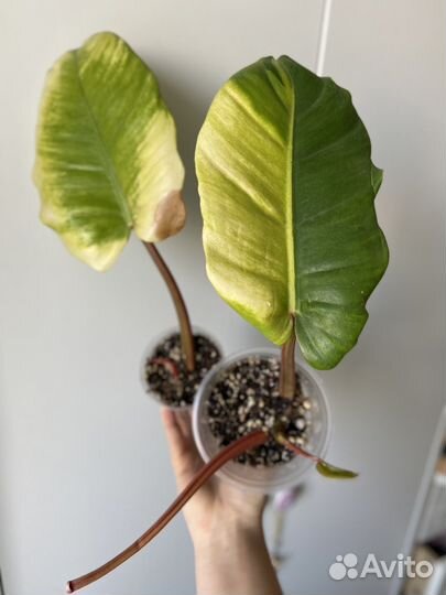 Филодендрон пин тонг