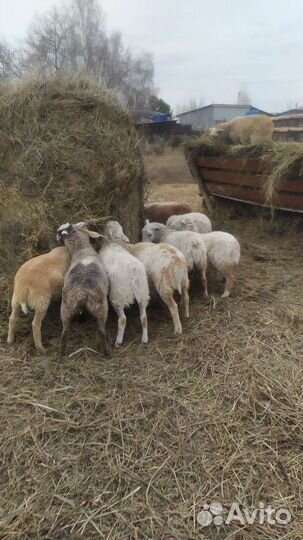 Овцы бараны ягнята