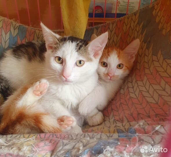 Листайте фото,вообще котят много,кого ищете,пишите