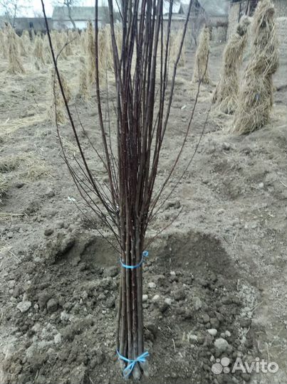 Шелковица-тутовник