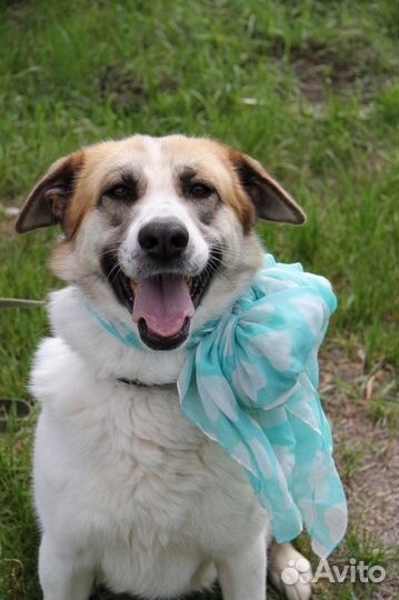 Скарлетт жестоко предали хозяева однажды