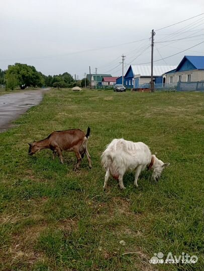 Коза