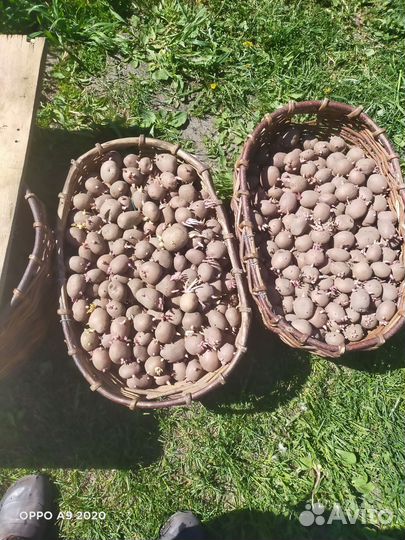 Семенной картофель