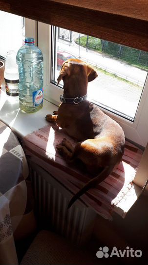 Такса. Вязка