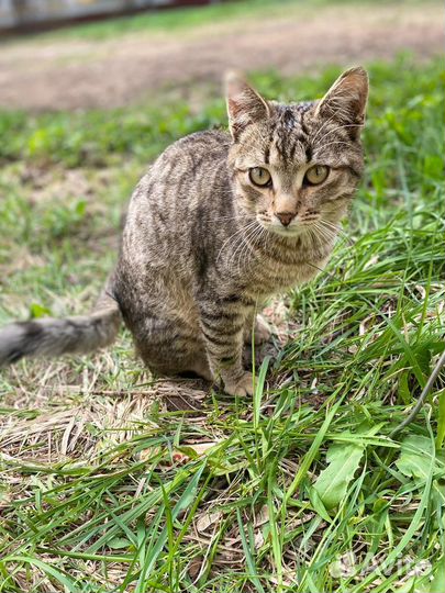 Кошка в дар