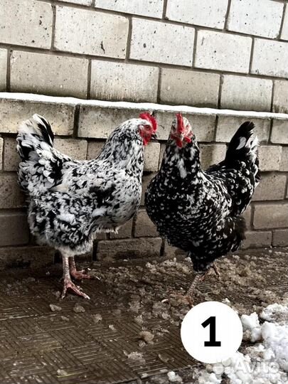 Инкубационное яйцо породистых кур