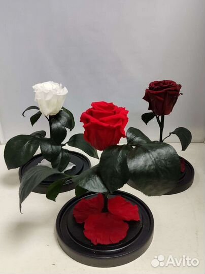 Роза в колбе