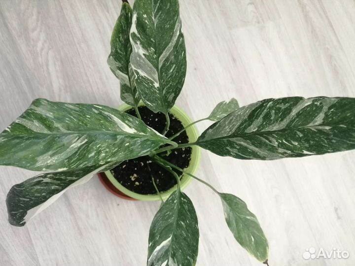 Спатифиллум домино