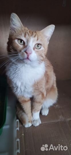 Котик