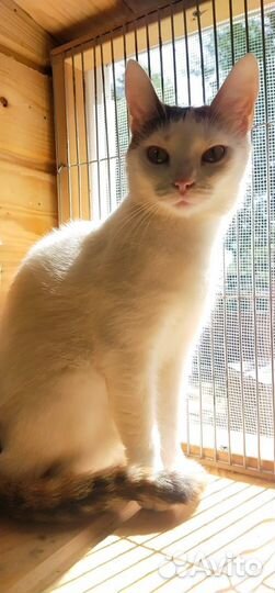 Кнопа - молодая кошечка для добрых людей