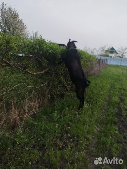 Нубийский козел