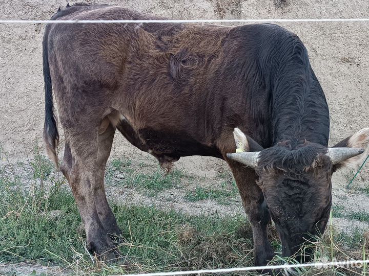 Бык на племя Швиц