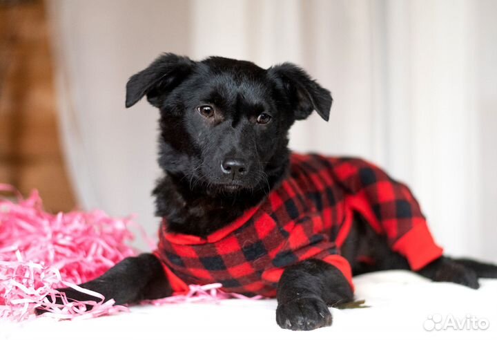 Черная красавица Щенок добрые руки бесплатно