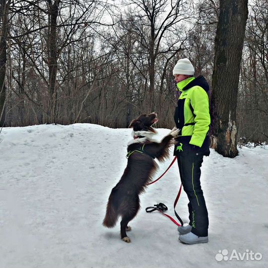 Кинолог. Воспитание и дрессировка собак