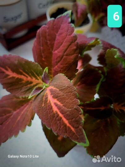 Колеусы вегетативные