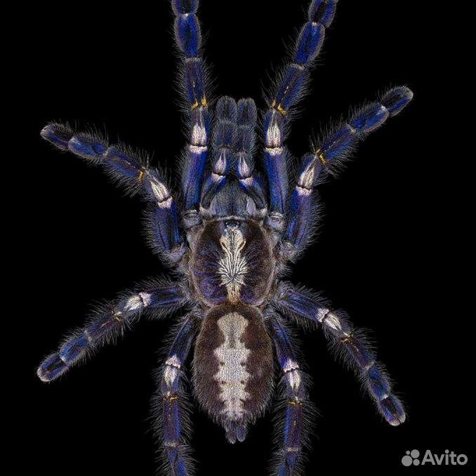 Паук птицеед Poecilotheria metallica