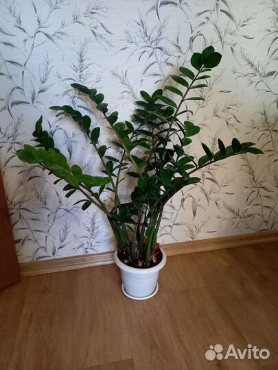 Замиокулькас