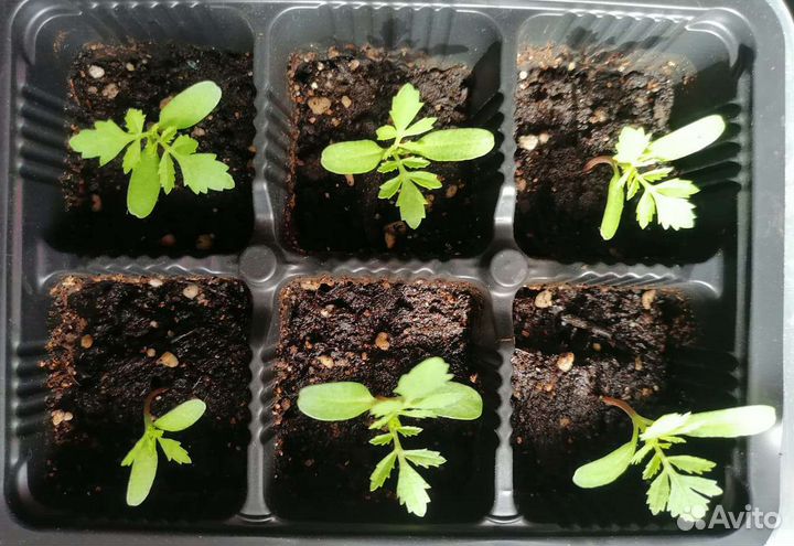 Бархатцы, тагетес