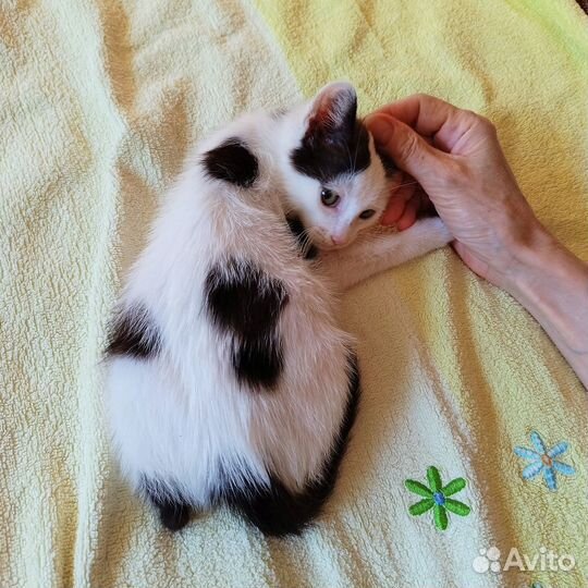 Котенок в добрые руки