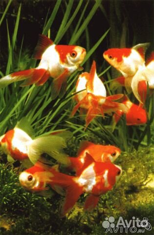 Красная шапочка/оранда