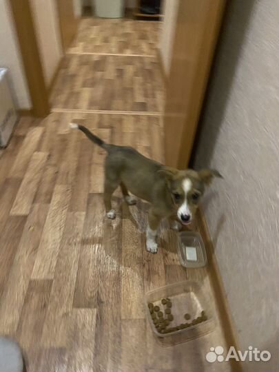 Собака в добрые руки щенок