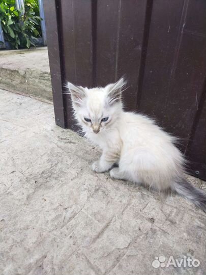 Котята