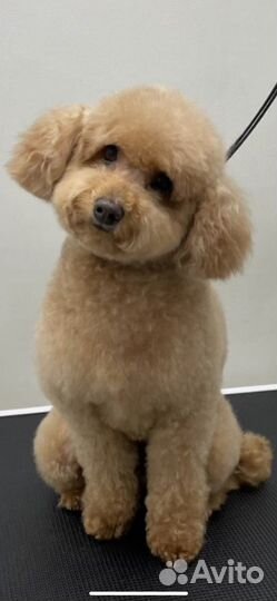 Карликовый пудель