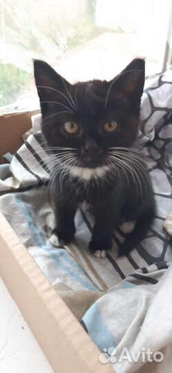 Кошка в дар бесплатно