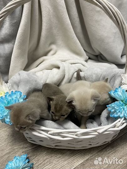 Котята европейской бурмы