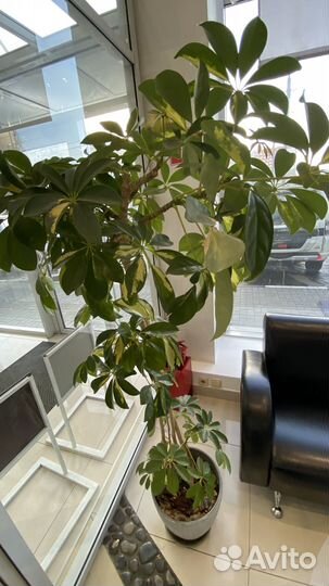 Драцена фрагранс, Шефлера вариегатная