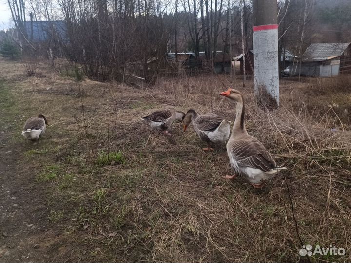 Гуси 2семьи