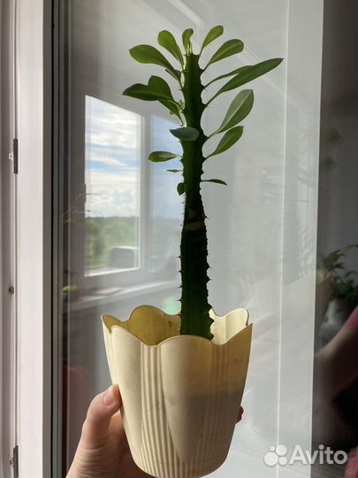 Молочай трехгранный