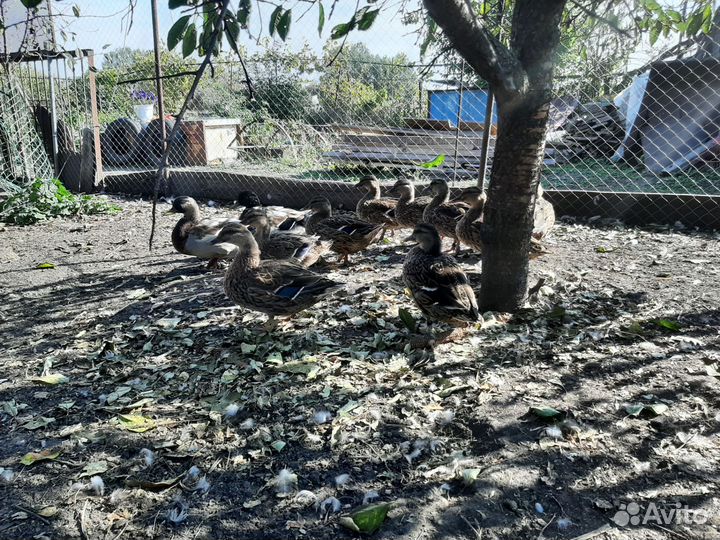 Подсадные утки