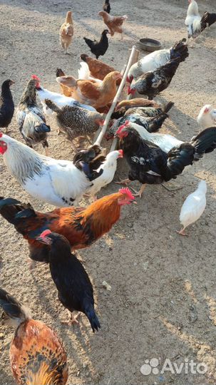 Молодые петушки