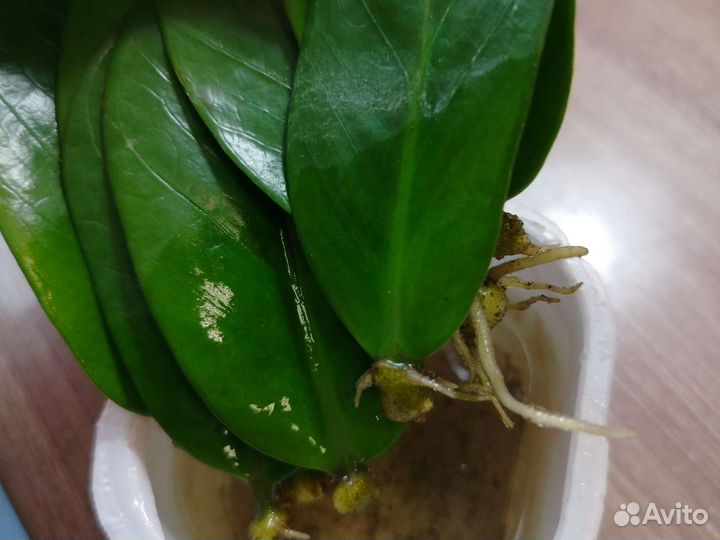 Замиокулькас