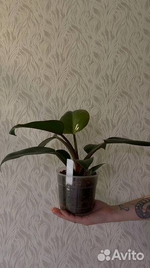 Philodendron imperial red