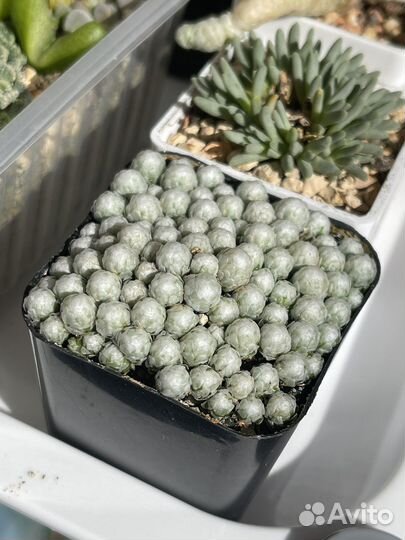 Семена суккулентов